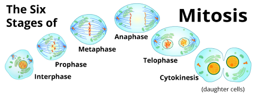 
							
								Graphic of the six stages of mitosis: interphase, prophase, metaphase, anaphase, telophase, cytokinesis (daughter cells)
							
							